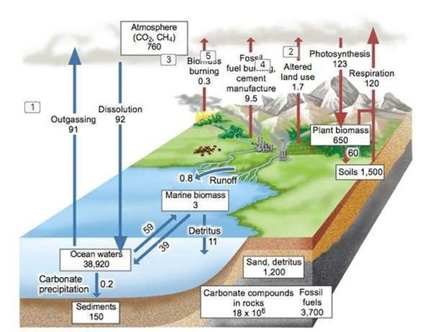 <p>the movement of carbon among the atmosphere, oceans, soil, and living organisms, driven by biological, chemical, and physical processes.</p>