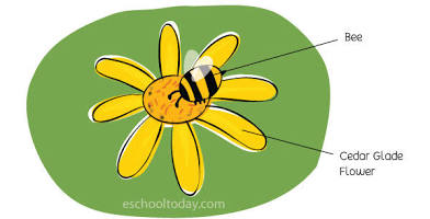 <p>mutualism </p>
