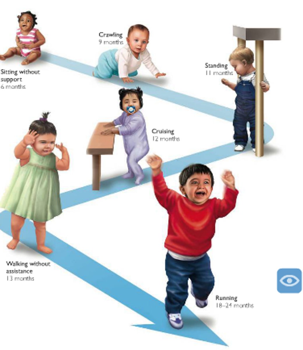 <p>all human children follow the same basic motor skills in the same sequence (though the timing of each one may differ from person to person)<br>- roll over --&gt; sitting up --&gt; standing --&gt; crawling --&gt; walking</p>