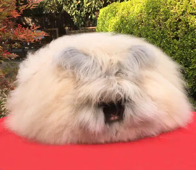 <p>What Breed Am I?</p>