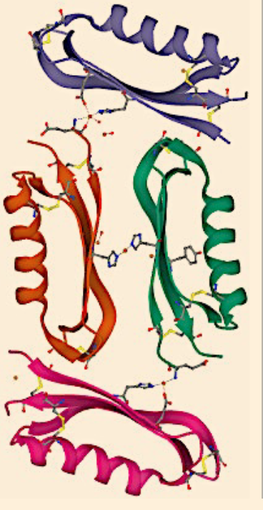 The diagram to the right shows interactions between four separate beta amyloid molecules. That means the diagram is most prominently featuring what type of protein structure?


A. Quaternary Structure
B. Tertiary Structure
C. Secondary Structure
D. Primary Structure