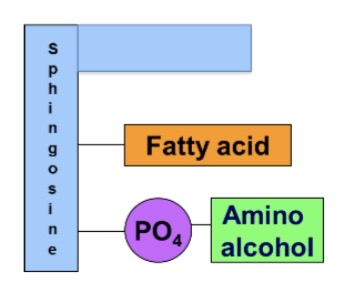 sphingosine, fatty acid, phosphate, amino acid

\*Amino Alcohols in glycerophospholipids are choline, serine, and ethanol amine