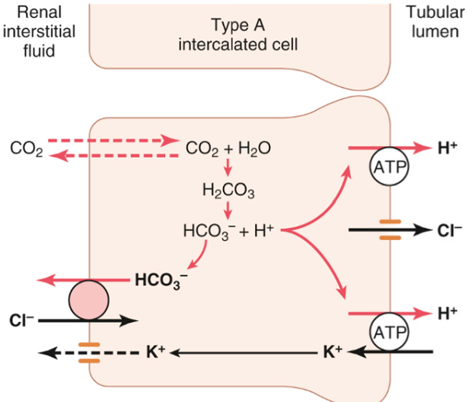 <ul><li><p><span><span>5% filtered HCO</span><sub><span>3</span></sub><sup><span>-</span></sup><span> reabsorbed in late distal and collecting tubules by similar mechanism – </span><strong><span>method of H</span><sup><span>+</span></sup><span> secretion </span></strong><span>into lumen differs</span></span></p></li><li><p><span><span>Uses </span><strong><span>H</span><sup><span>+</span></sup><span> </span></strong><span>(and</span><strong><span> H</span><sup><span>+</span></sup><span>/K</span><sup><span>+</span></sup></strong><span>)</span><strong><span> ATPase </span></strong><span>transporters in type A intercalating cells to pump H</span><sup><span>+</span></sup><span> into tubular lumen</span></span></p></li><li><p><span><span>Activity can be stimulated by </span><strong><span>aldosterone</span></strong><span> and </span><strong><span>hypokalaemia</span></strong></span></p></li></ul><p></p>