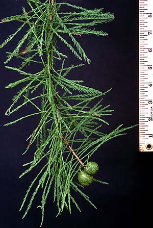 <p>Family:</p><p>Genus:</p><p>Species:</p><p>Common Name:</p>