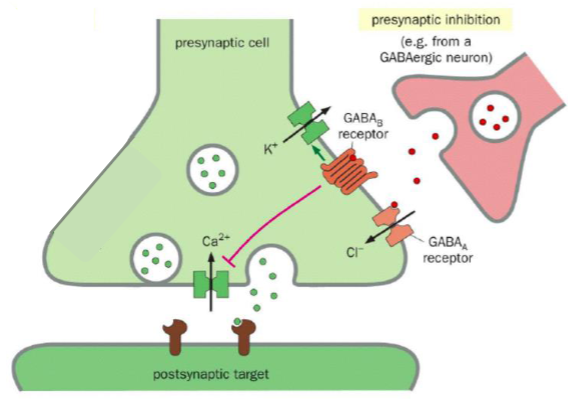 <p>Inhibitory NT binds to receptors on the presynaptic cell →&nbsp;</p><p>Reduction in depolarisation of the presynaptic nerve terminal →&nbsp;Less Ca2+ influx →&nbsp;Less excitatory NT release</p>