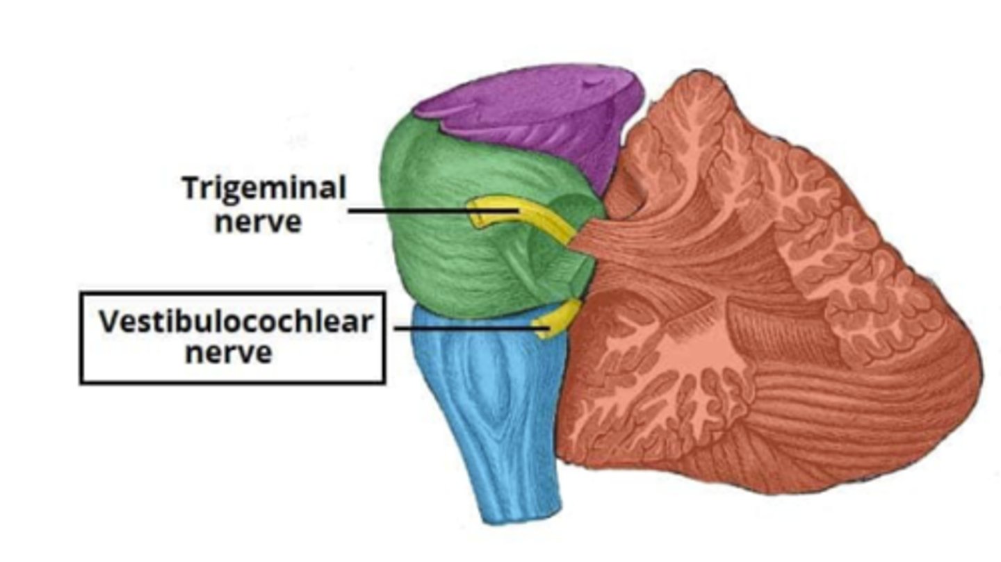 <p>A brain structure that relays information from the cerebellum to the rest of the brain. Coordinates facial sensorimotor functions. Hearing and balance.</p>