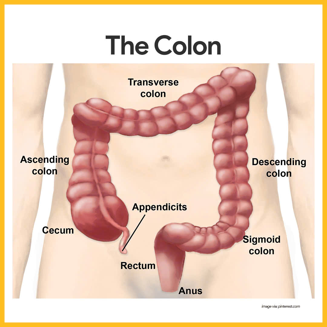 <ul><li><p>Contains 4 parts: Cecum, Colon (ascending, transverse, descending and sigmoid), rectum, anus</p></li><li><p>Similar to the movements of the small intestine but slower and less frequent than that of small intestine</p></li><li><p>Movements include:</p><ul><li><p>Mixing movements</p></li><li><p>Peristalsis</p></li><li><p>No digestion takes place in the colon</p></li></ul></li></ul><p></p>