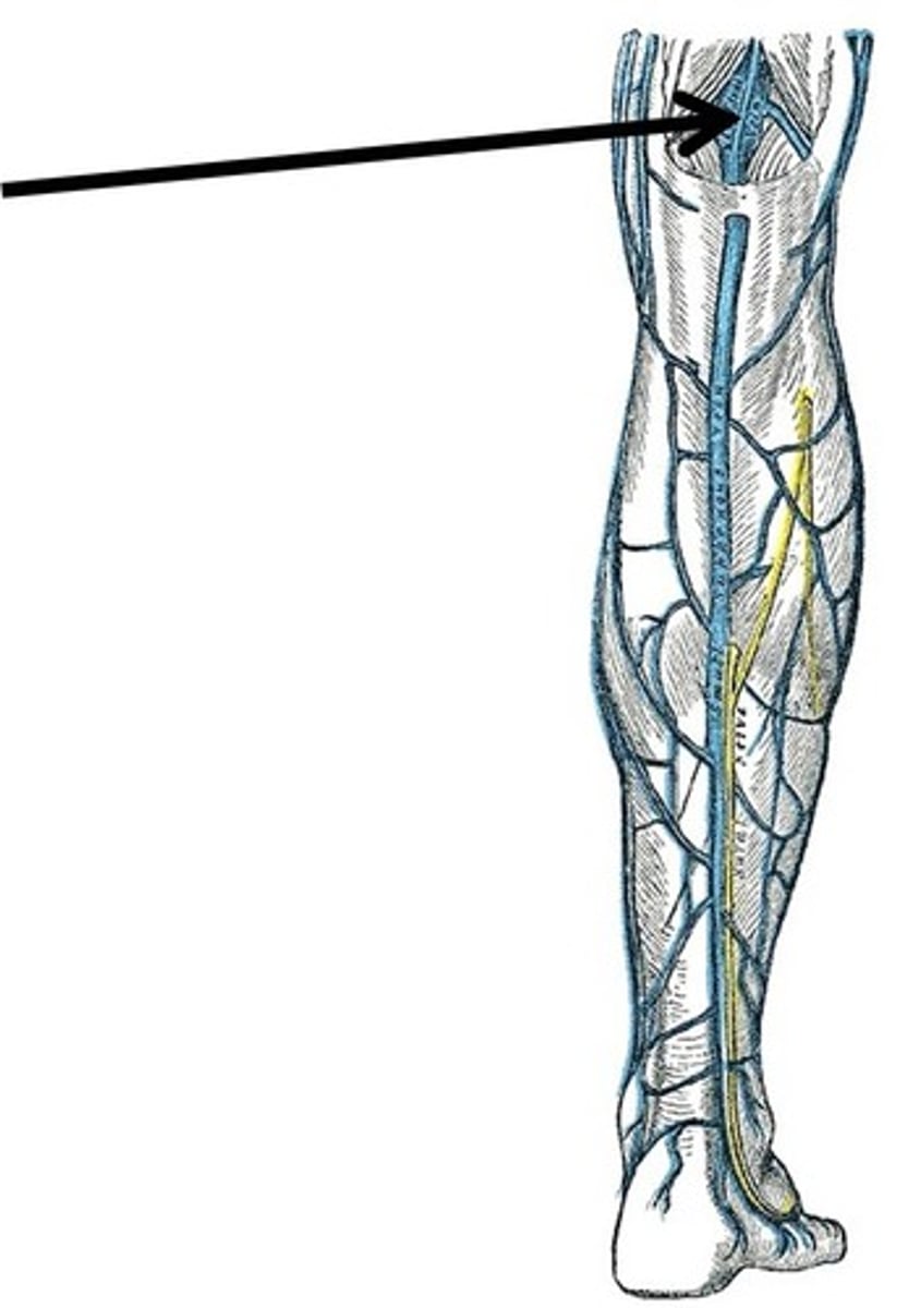 <p>The vein that forms when the anterior and posterior tibial veins unite at the knee.</p>