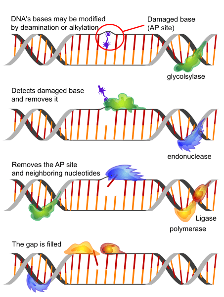 \-Excision of DNA backbone

* damage ATP
* Glycolsylase detects and removes it
* End nuclease removes site
* Poly/ligase fill gap