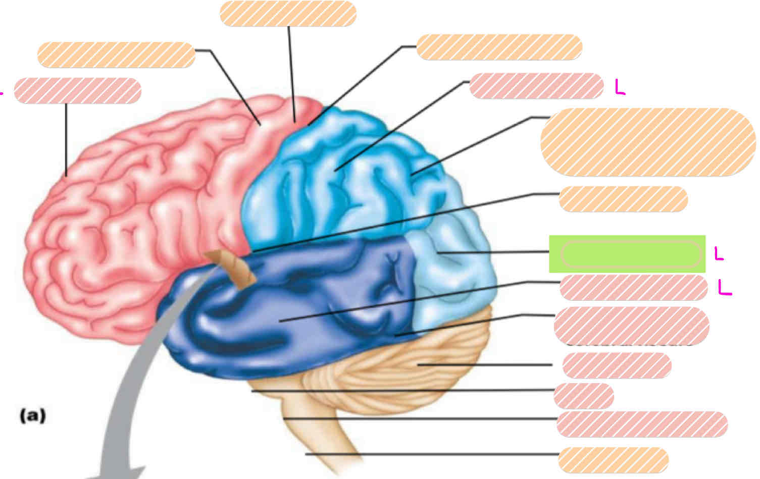 <p>Lobes of the Brain</p>