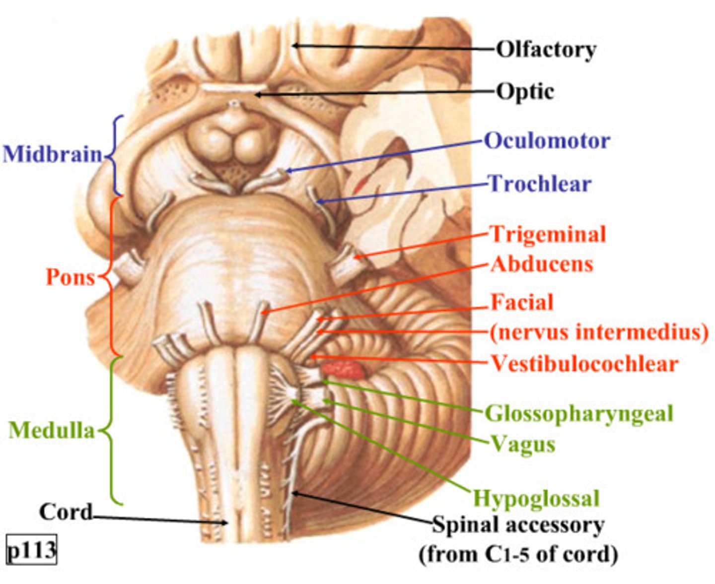 <p>CN <strong>III</strong> (<strong>oculomotor</strong>) and <strong>IV</strong> (<strong>trochlear</strong>) are associated with the ____</p>