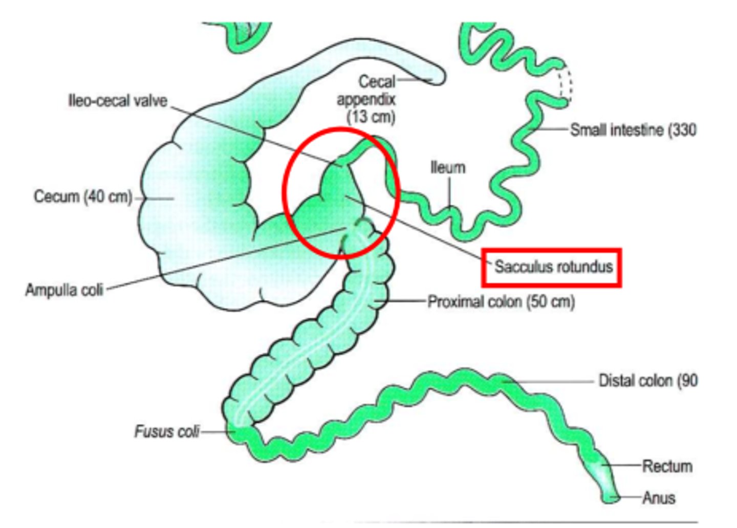 <p>second common site for foreign bodies</p><p>Lymphoid tissue at the ileocecal junction includes the sacculus rotundus and cecal tonsil</p>