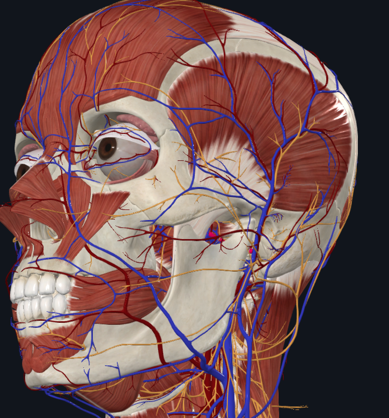 <p>What is highlighted in pink</p>