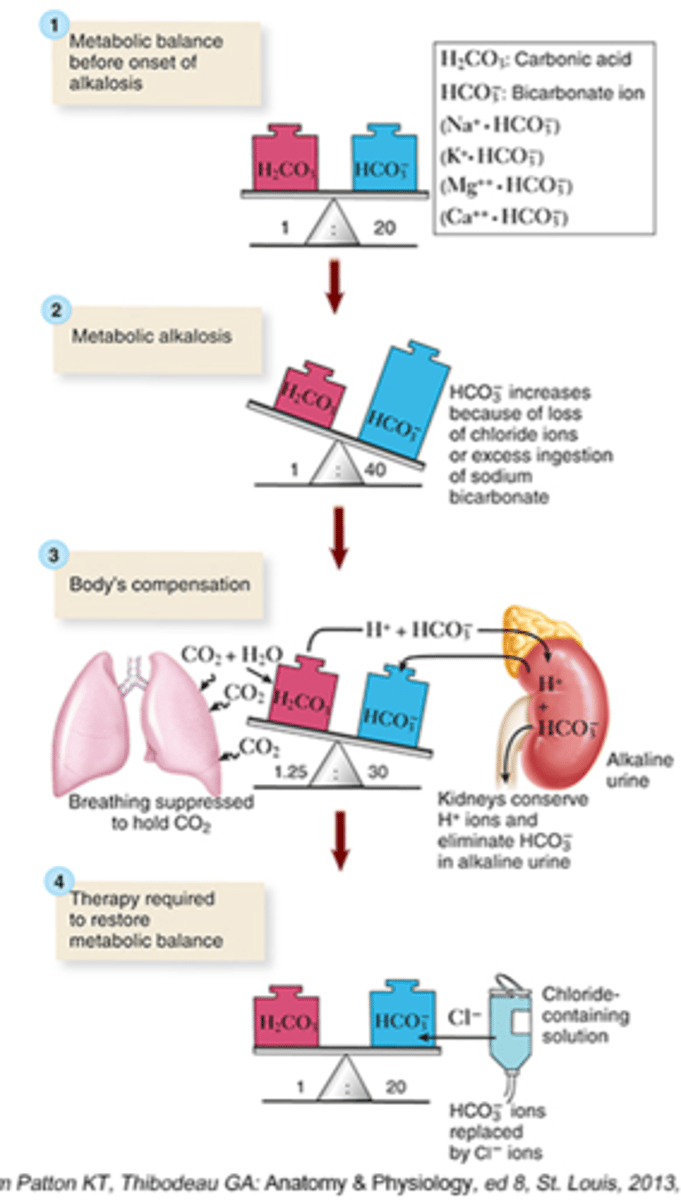 <p>- Increase loss of acids (H+)</p><p>- Increase amount of HCO3- in the body</p><p>Both can also happen</p><p>- HCO3-: Increase</p><p>- pH: Increase</p><p>How do the lungs compensate?</p><p>- Holds on to CO2</p><p>- Breathing slows</p>