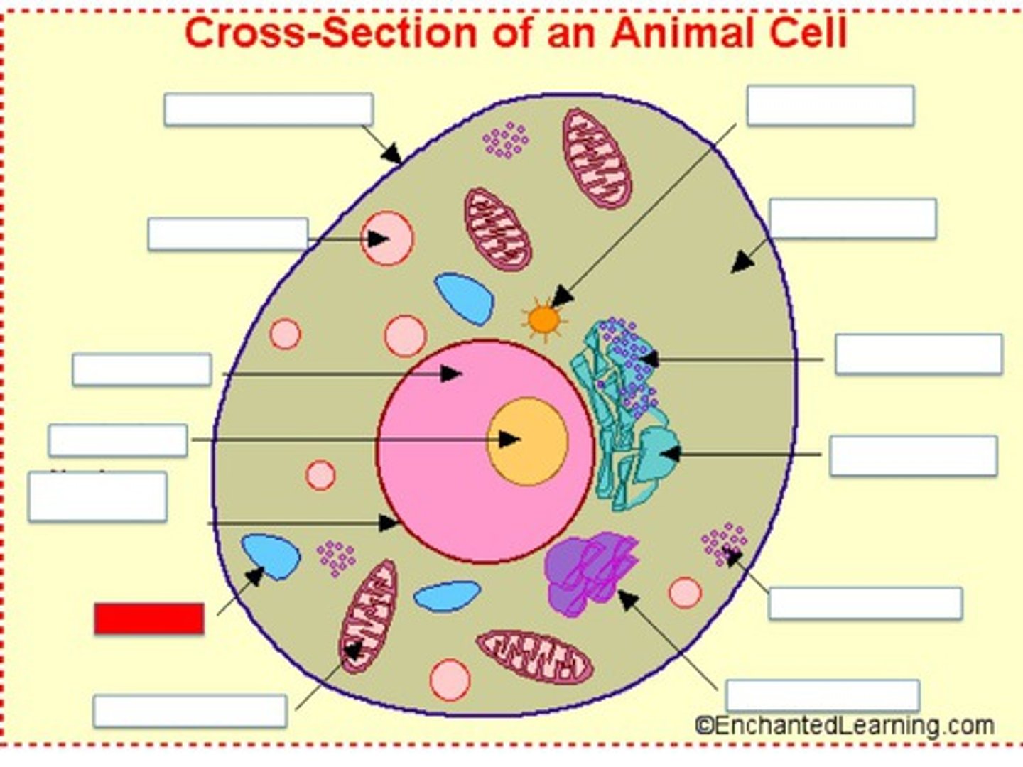 <p>Large fluid filled space in a plant cell</p>