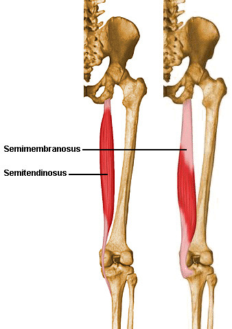 <p>proximal medial tibia via pes anserine tendon</p>