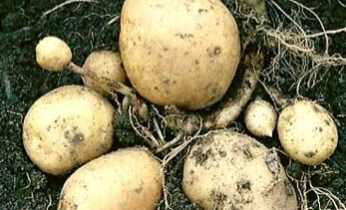 <p>identify the modified stem and give an example</p>