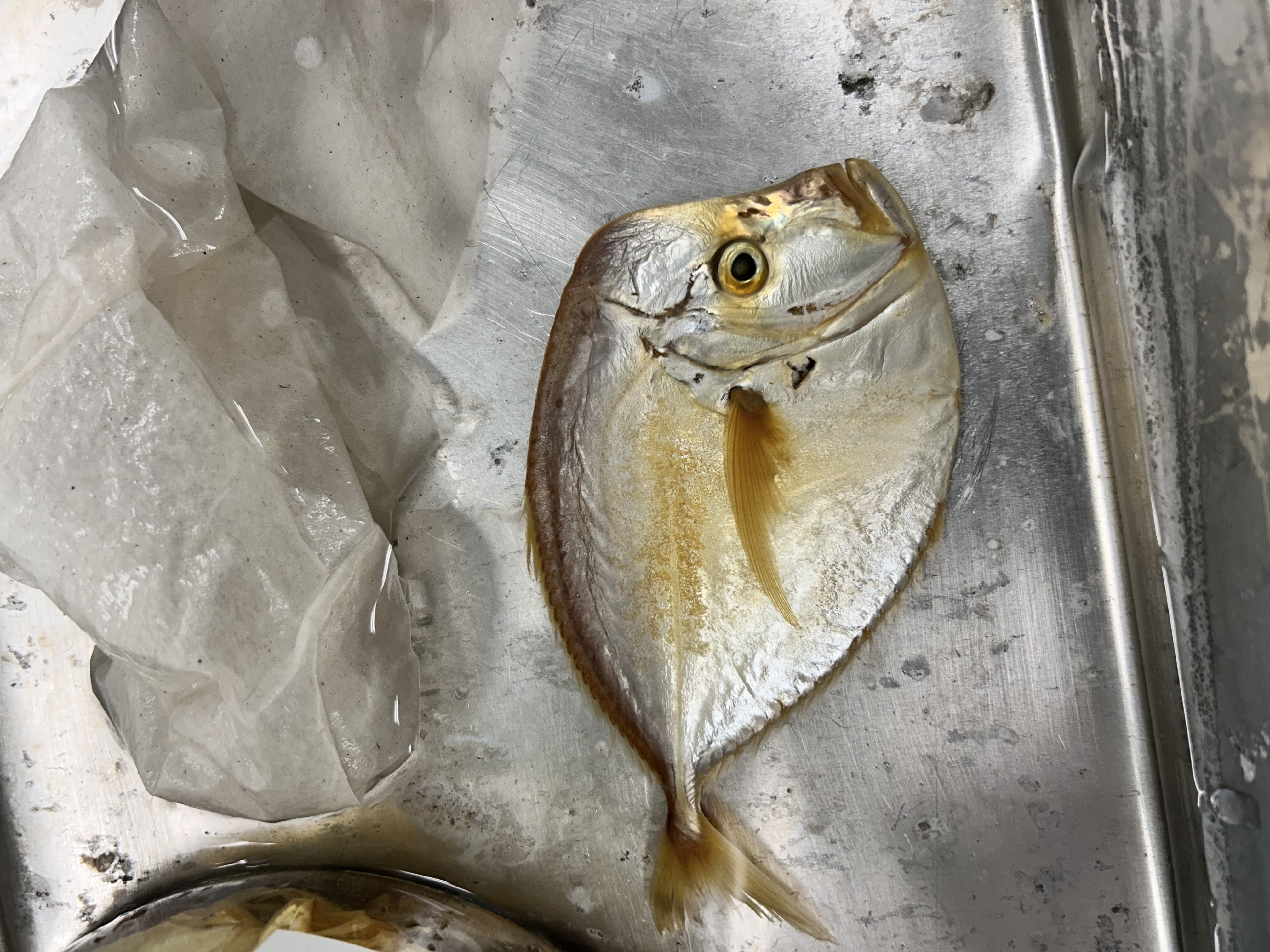 <p>Atlantic moonfish</p>