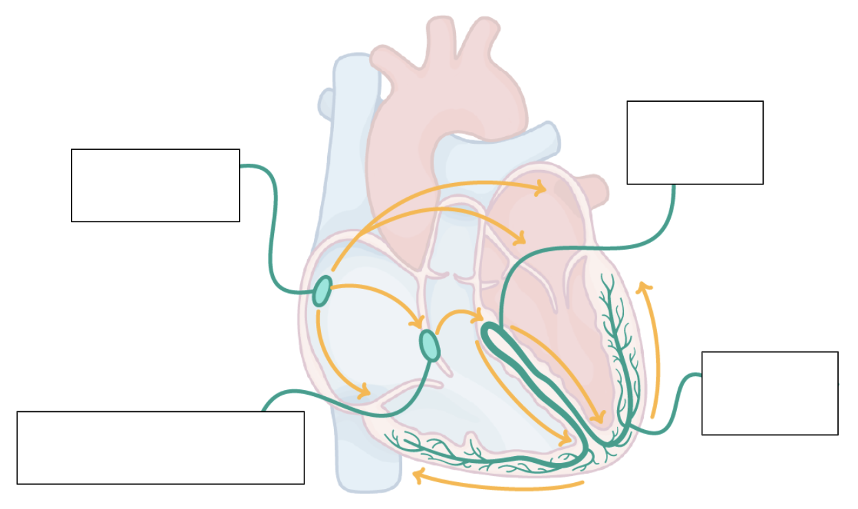 <p>can you label this diagram?</p>