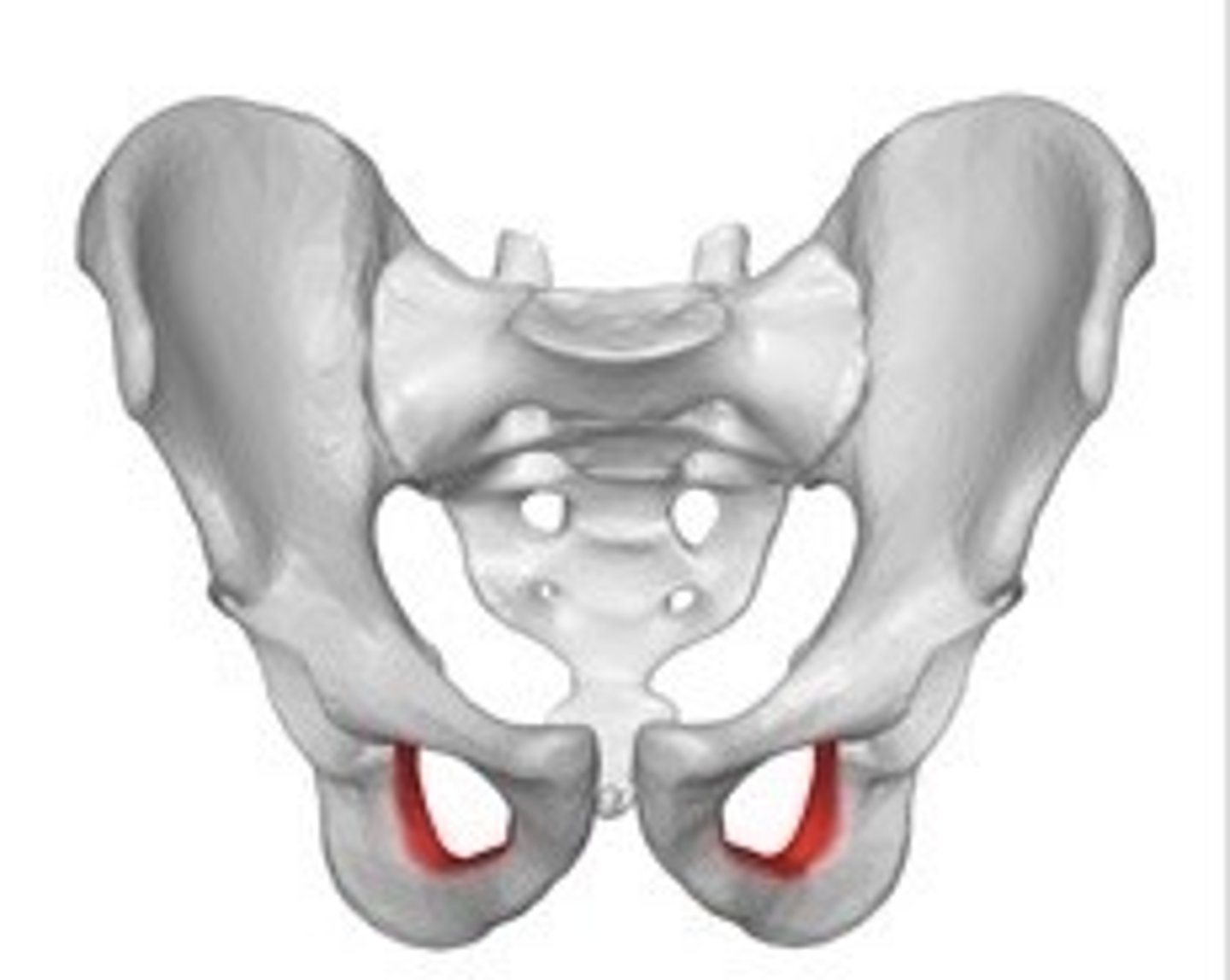 <p>Large opening in the coxal bone.</p>