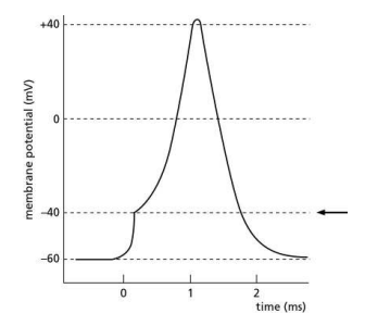 <p>Figure Q12-53 illustrates changes in membrane potential during the formation of an action potential. What membrane characteristic or measurement used to study action potentials is indicated by the arrow?</p><p>(a) effect of a depolarizing stimulus </p><p>(b) resting membrane potential </p><p>(c) threshold potential </p><p>(d) action potential</p>