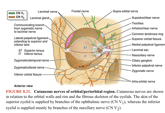 <p>The ophthalmic nerve (CN V1), the superior division of the trigeminal nerve, is the smallest of the three divisions of CN V. It arises from the trigeminal ganglion as a wholly sensory nerve and supplies the area of skin derived from the embryonic frontonasal prominence (Moore et al., 2020). As CN V1 enters the orbit through the superior orbital fissure, it trifurcates into the frontal, nasociliary, and lacrimal nerves (Fig. 8.19). Except for the external nasal nerve, the cutaneous branches of CN V1 reach the skin of the face via the orbital opening (Fig. 8.21).</p>