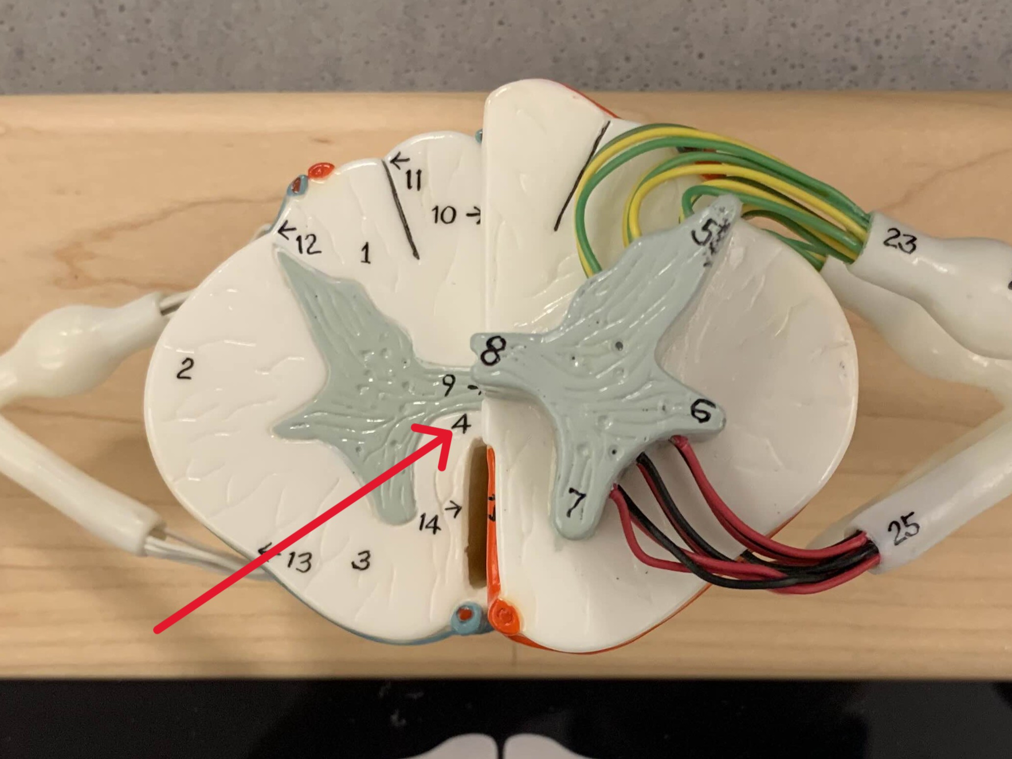 <p>Which white commissure of the spinal cord is:</p><ul><li><p>Between anterior gray commissure and anterior median fissure</p></li></ul><p></p>