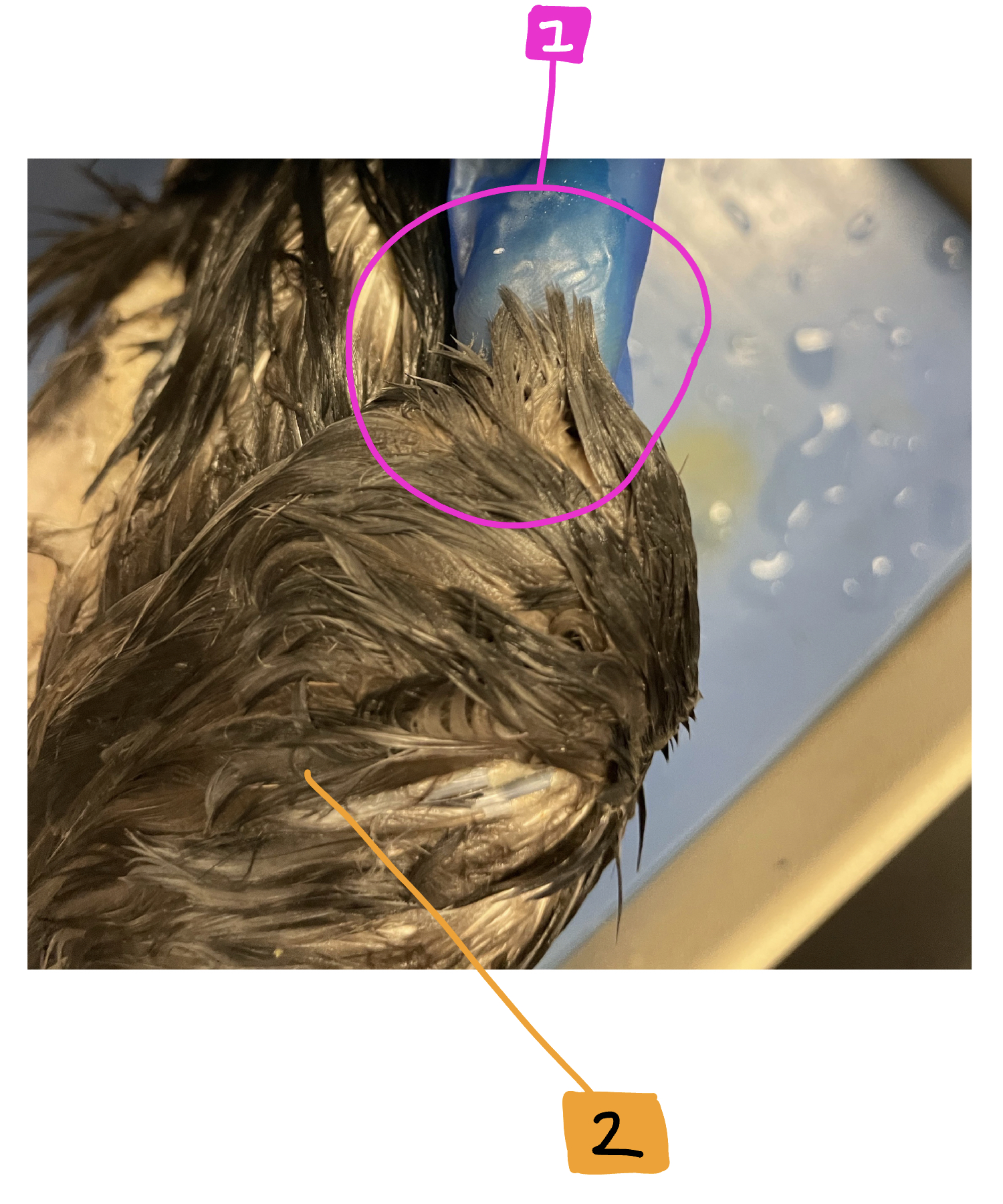 What feature of the external anatomy is #2?