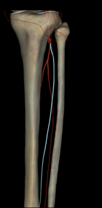 <p>What is highlighted in blue?</p>