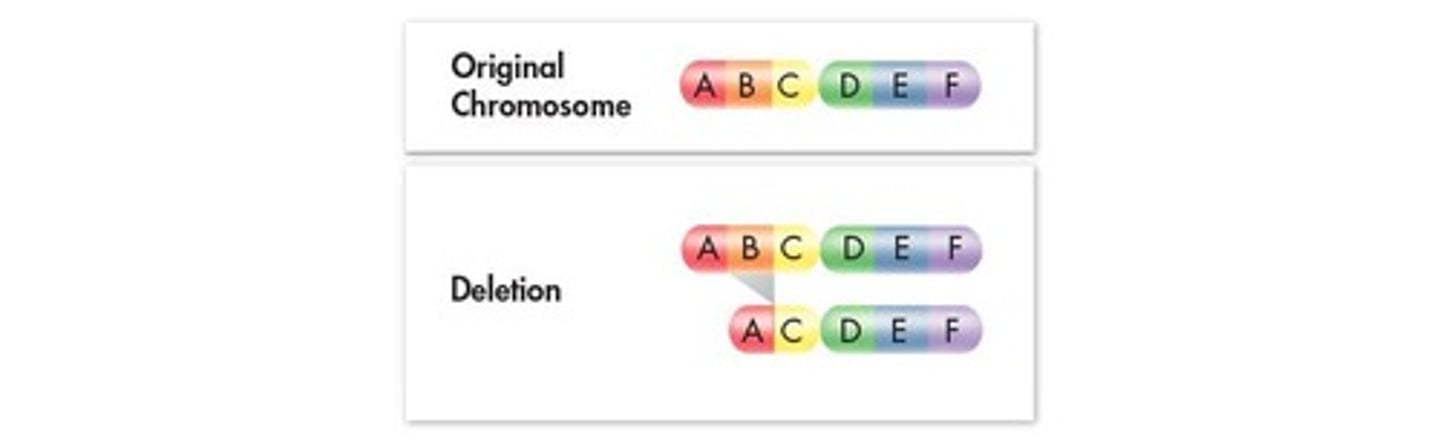 <p>The loss of a chromosomal segment</p>