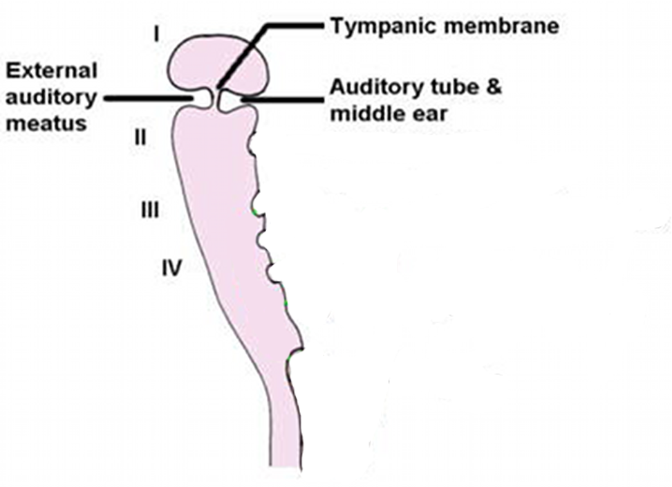 <p>the auditory tube and middle ear</p>