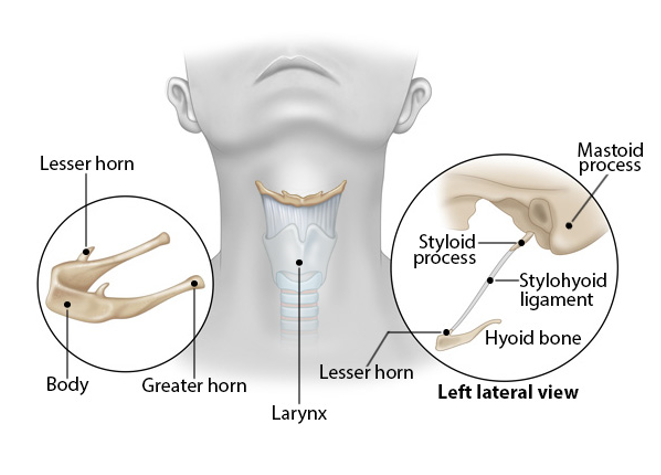 <p>-2 pairs of projections in hyoid bone</p><p>-important sites of attachment for muscles involved in swallowing and speech production</p>