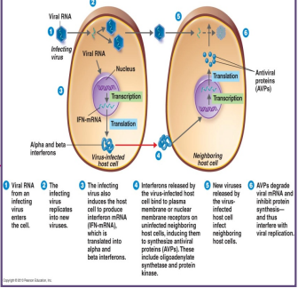 <ul><li><p>produced upon infection with a virus</p></li><li><p>it interferes with viral replication</p></li><li><p>it is released by infected cells to warn neighboring cells</p><ul><li><p>allows neighboring cells time to produce anti-viral proteins</p></li><li><p>interferon does not help cells that are already infected with virus</p></li><li><p>interferon is effective only for short period of time</p></li></ul></li><li><p>makes woke</p></li><li><p>tell cells to up anti-viral response</p></li><li><p>side-effects include:</p><ul><li><p>nausea</p></li><li><p>fatigue</p></li><li><p>headache</p></li><li><p>vomiting</p></li><li><p>fever</p></li></ul></li><li><p>interferon can be toxic to organs</p></li></ul><p></p>