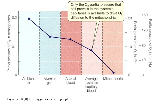 <ul><li><p>First step – The transport of oxygen from the ambient air to the gas in the alveolar end sacs in the lungs</p><ul><li><p>Occurs by convection</p></li><li><p>The drop in O2 partial pressure during this step is from about 0.2 atm in the ambient air to about 0.13 atm in the alveolar gas</p></li></ul></li><li><p>Second step – The transport of oxygen across the alveolar sacs and through the epithelia separating the alveolar gas from the blood</p><ul><li><p>Occurs by diffusion</p></li><li><p>The rate depends on the difference in O2 partial pressure between the alveolar gas and the blood</p></li><li><p>In healthy lungs a partial pressure of about 0.007 atm is sufficient to cause O2 to diffuse at the regular rate</p></li></ul></li><li><p>Third step – The convective step between arterial blood and the blood in systemic blood capillaries</p><ul><li><p>The arterial blood has an O2 partial pressure of about 0.12 atm and the partial pressure in the capillaries averages about 0.09 atm</p></li></ul></li><li><p>Final step – The “payoff” of O2 transport: the diffusion mediated transport of O2 from the blood in systemic capillaries to the mitochondria in surrounding cells</p><ul><li><p>Driven by the difference in O2 partial pressure between the blood and the mitochondria</p></li><li><p>The reason that the O2 partial pressure in the mitochondria is lower than in the capillary blood is that the mitochondria constantly draw down the partial pressure in their vicinity by chemically consuming O2, converting it to water</p></li><li><p>For aerobic catabolism to be unimpaired, the mitochondrial partial pressure cannot fall below around 0.001 atm. The capillary partial pressure therefore must be sufficiently higher than this</p></li><li><p>This is, as stated before, the key task of all the O2-tastport processes – to keep the capillary O2 partial pressure sufficiently over that of the mitochondria</p></li></ul></li></ul><p></p>