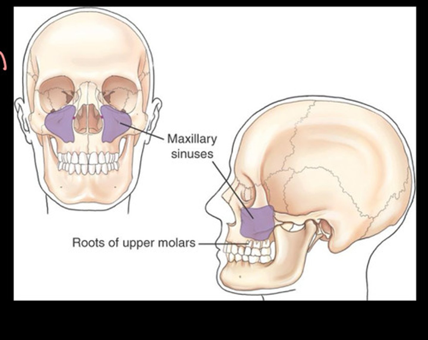 <p>In maxilla</p><p>Above upper teeth</p>