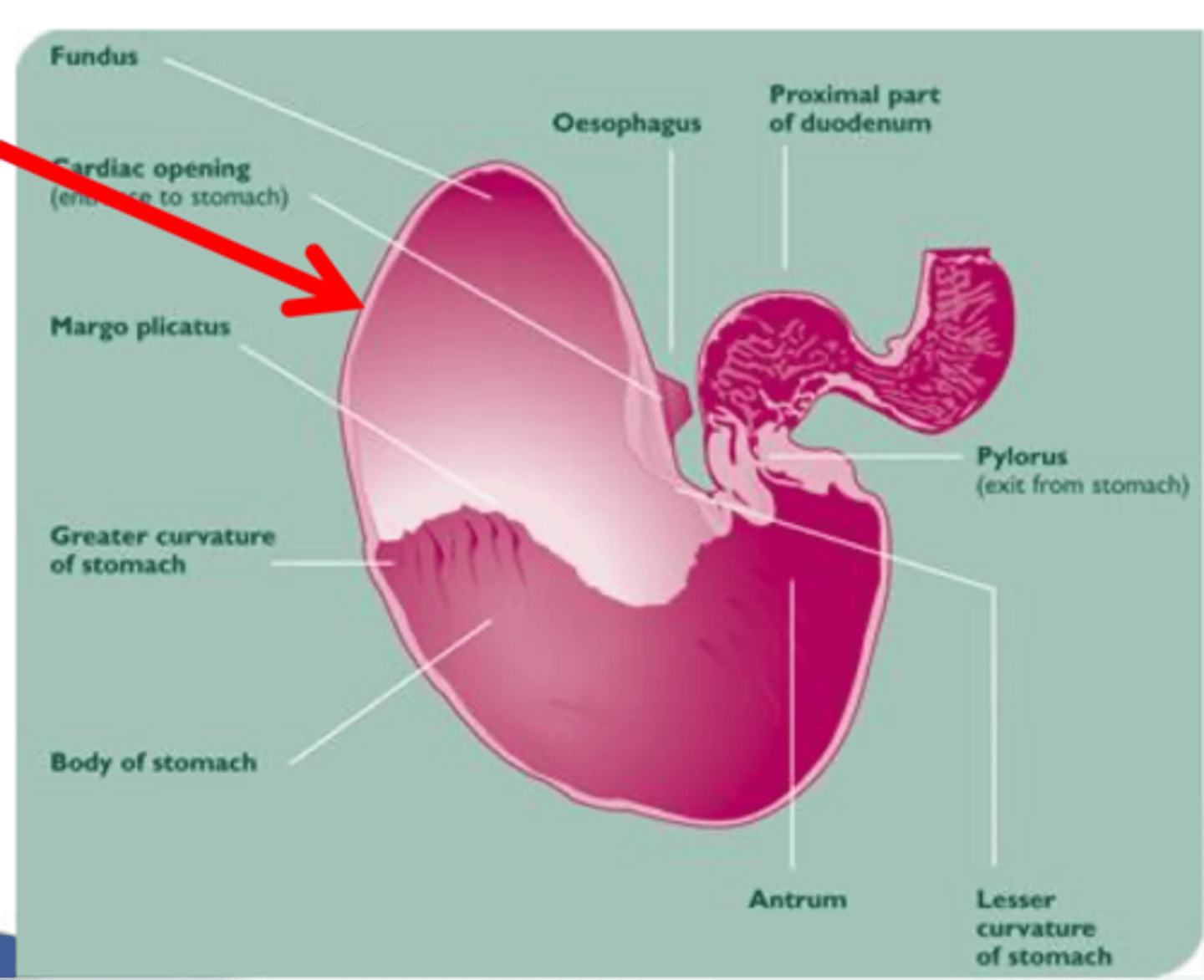 <p>gastric ulcers occur most commonly in what part of the stomach</p>
