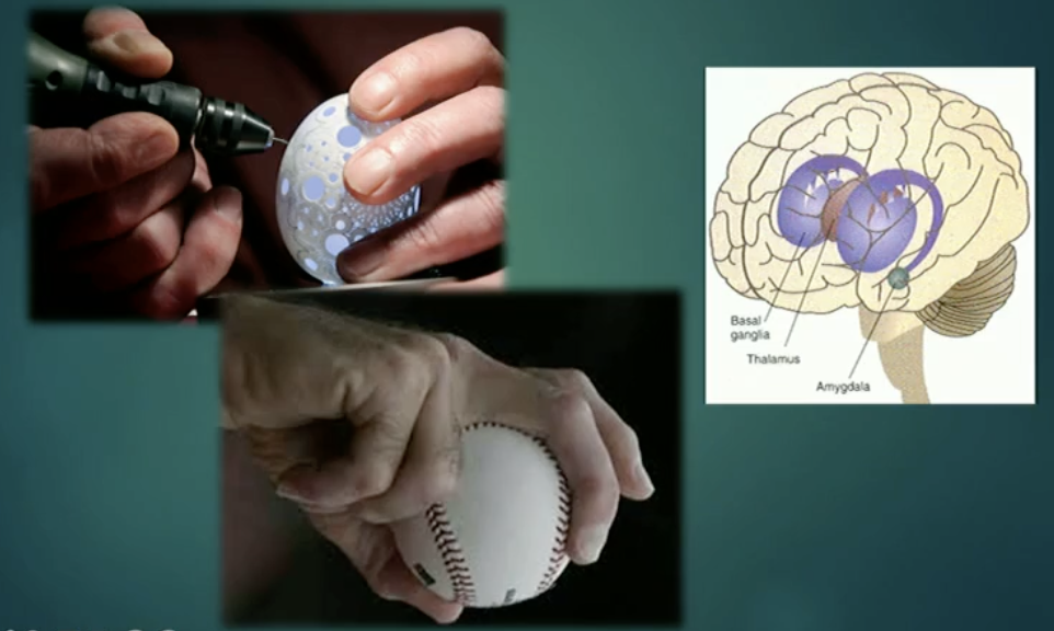 <p>The Basal Ganglia</p><ul><li><p>What is it responsible for</p></li><li><p>What does the nucleus accumbens do?</p></li></ul><p></p>