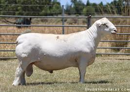 <p>shedding sheep breeds</p>