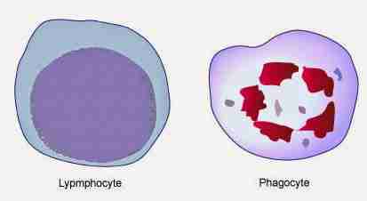 <p>Lymphocytes and phagocytes</p>