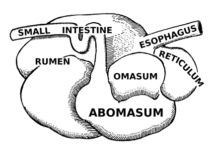 <p><strong>Four Compartments of the Stomach - Ruminants </strong></p><ol start="2"><li><p>_____: Honeycomb </p></li></ol><p></p>