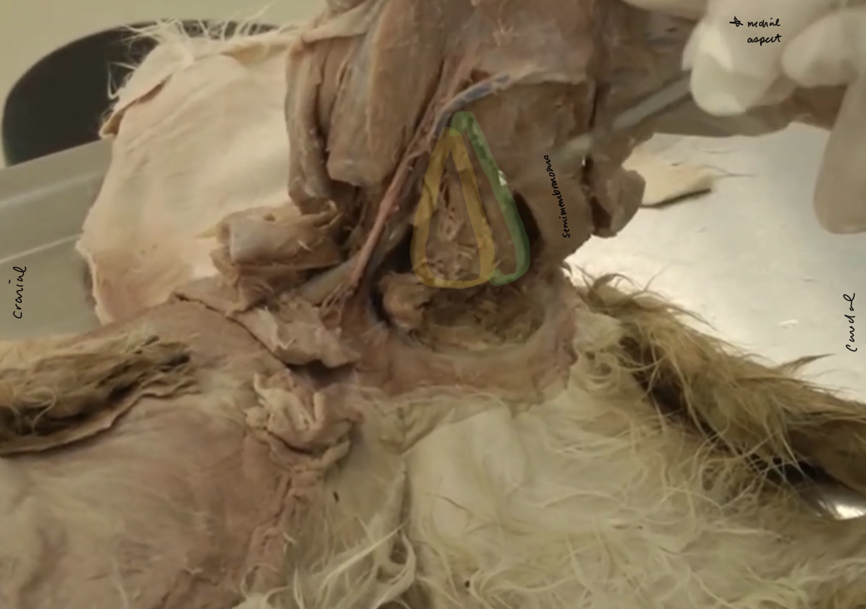 <p>What do the green and yellow parts make up?</p>