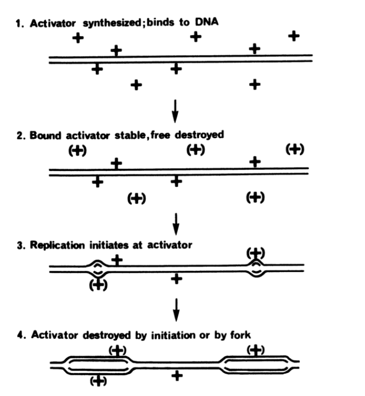 <ol><li><p>activator made</p></li><li><p>binds to DNA</p></li><li><p>bound activator stable and the free is destroyed</p></li><li><p>replication initiates at activator</p></li><li><p>activator destroyed by initiation or by fork</p></li></ol><p></p>