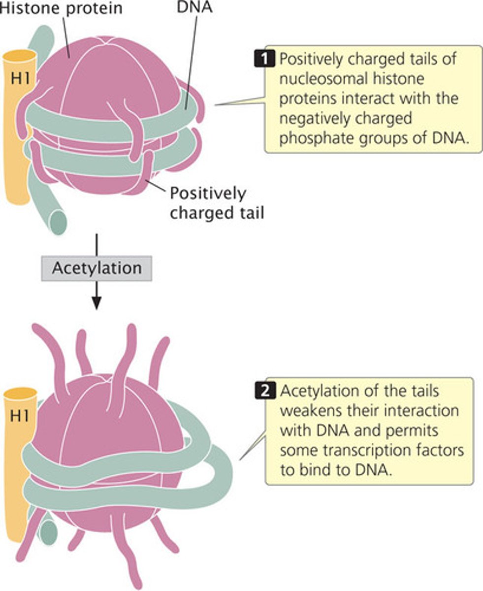 <p>-occurs on histone proteins</p><p>-decreases the positive charge on lysine residues and weakens the interaction of the histone with DNA</p><p>-results in open chromatin conformation</p><p>- overall increase in gene expression levels in the cell</p>
