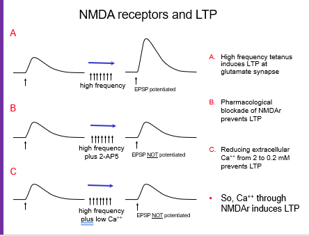 <p>They show that <strong>high-frequency stimulation alone isn’t enough</strong>; <strong>NMDA receptor activation and calcium influx are required</strong> for LTP to occur.</p>