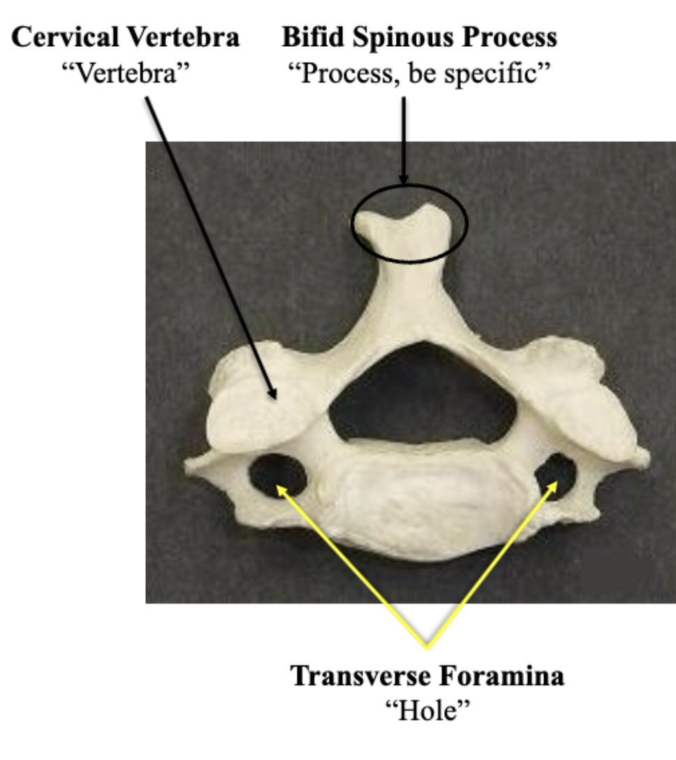 <p>Cervical Vertebrae</p>