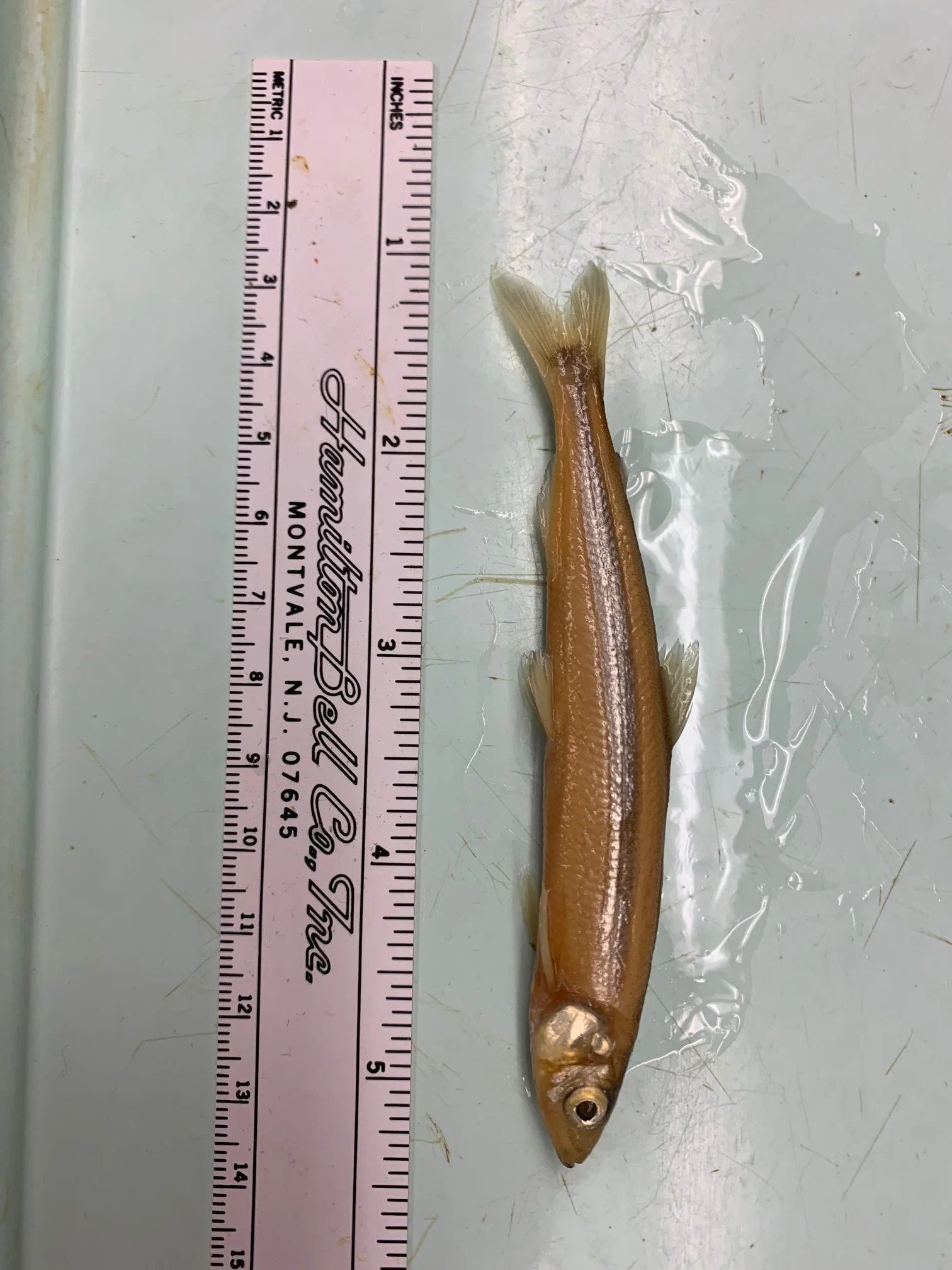 <p>What fish is this?</p>