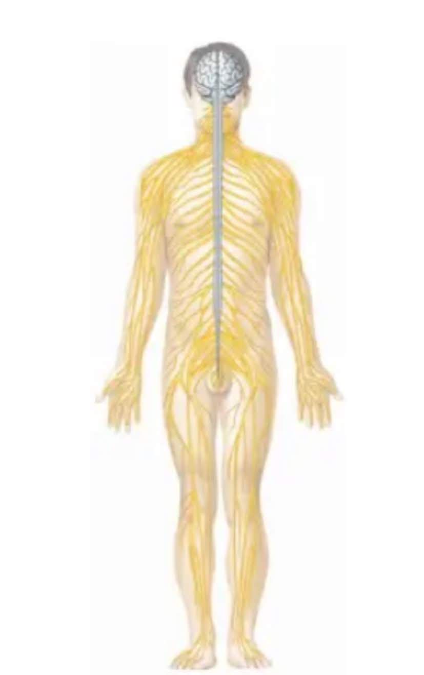 <p>What body system is this?</p>