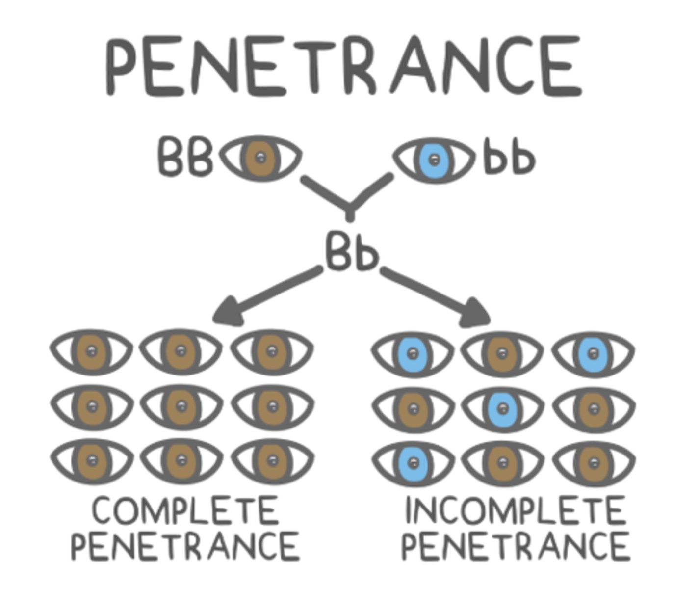 <p>penetrance</p>