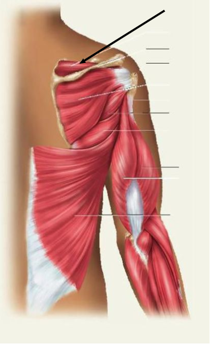 <p>Identify the indicated muscle on the illustration of the shoulder and arm</p>