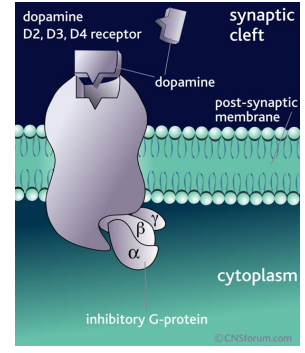 <p>Schizophrenics have normal DA metabolite levels<br>Drugs block DA receptors much faster than symptoms are reduced<br>Positive symptoms respond better to DA blocking drugs<br>Some patients don’t improve on anti-dopamine drugs</p>